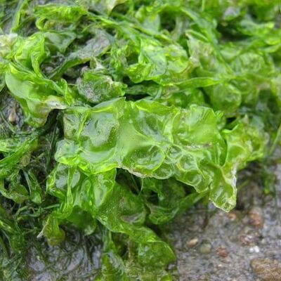 Sea Moss for Skin