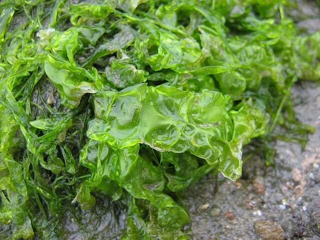 Sea Moss for Skin